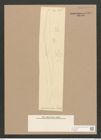 Pleurosigma acuminatum (Kuetz) Grun. (de-Toni-Nr.: Genus 13, Species 1075) Zeichnungen Sammlung Grunow Nr. 1940 (NHMW-BOT-W0369086)